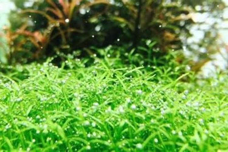 云南目前种植百香果已有多少亩了？