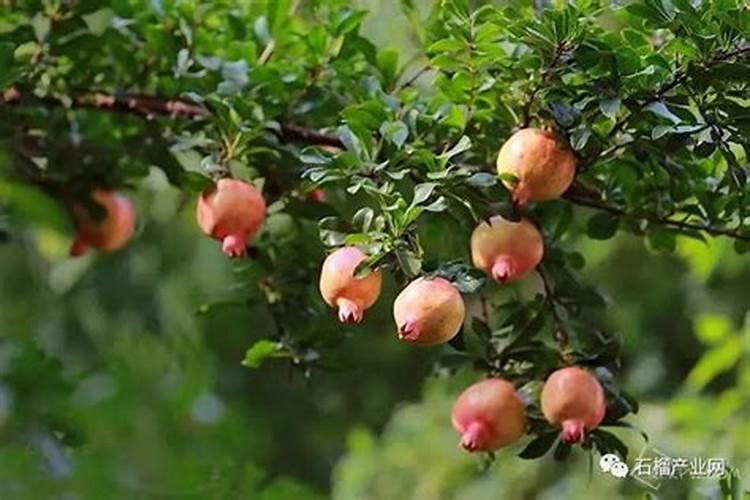 石榴树如何施肥 不同季节石榴树施肥的方法