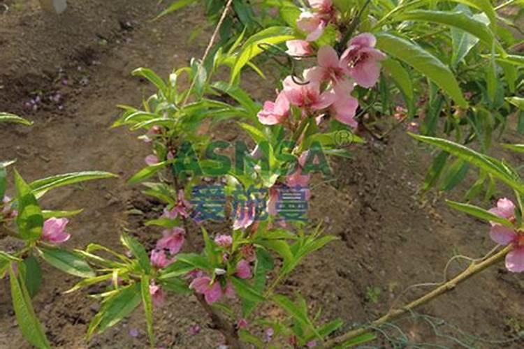 沤肥加点它,不臭不招虫,让花猛长撑爆盆!