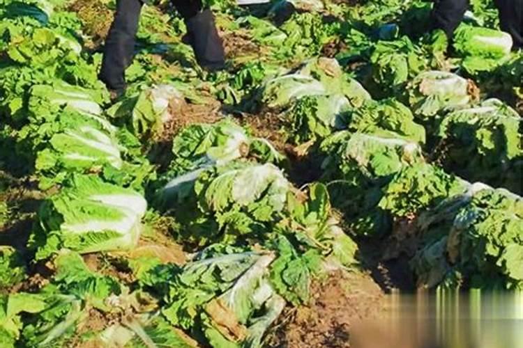 学会哪些种植蔬菜的小技巧,效果胜过肥料和农药？