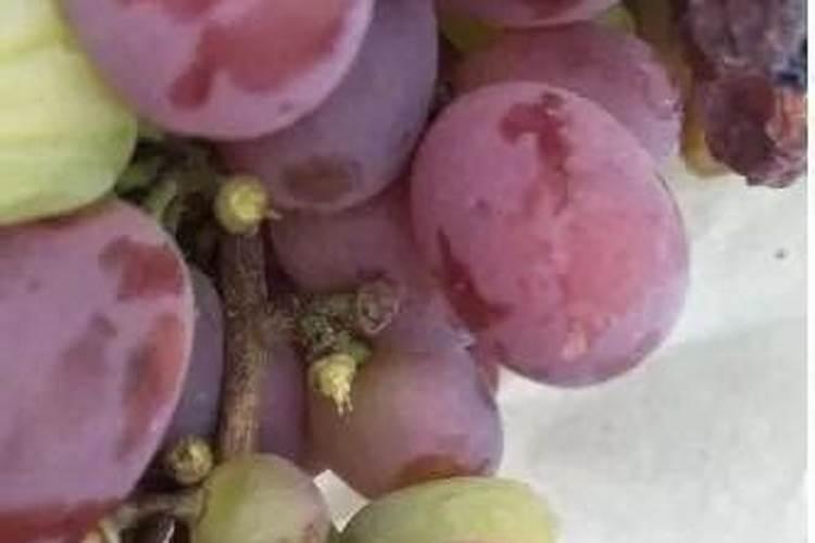 移栽后树的叶子都枯萎了,怎么办？