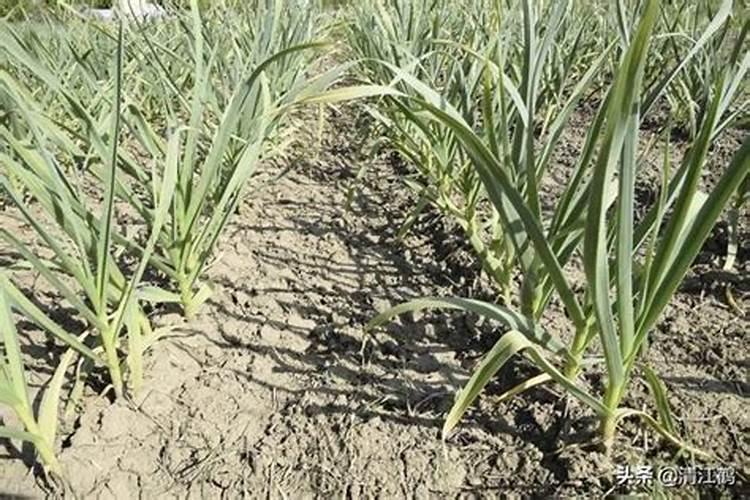 磷肥和化肥的区别