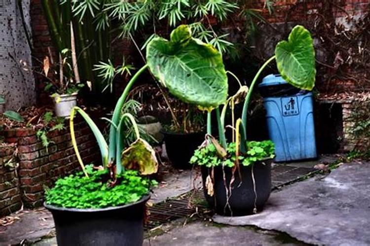 白犀牛海芋水培怎么放营养液？