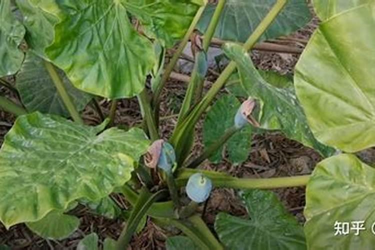 海芋的养殖方法和注意事项