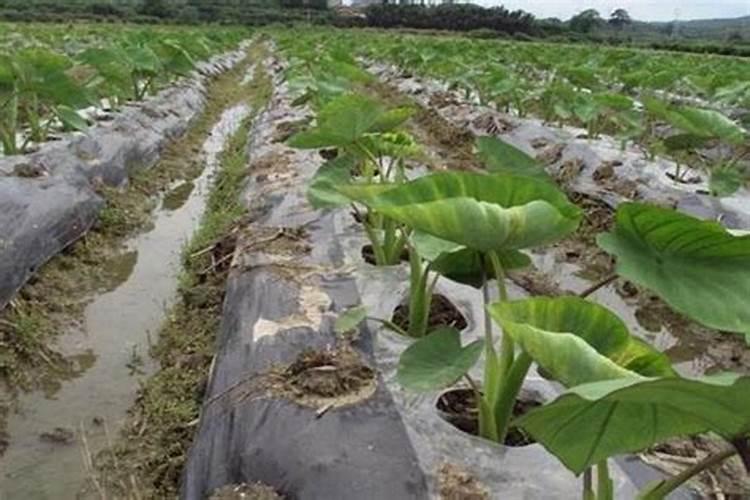 种植芋头可以用萘乙酸浸种吗？