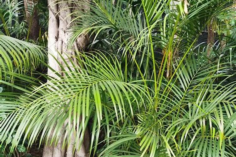 盆栽散尾葵能使用黄腐酸钾吗？