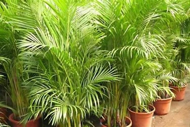 散尾葵叶子干枯(散尾葵叶子干枯的原因及防治方法全解析)