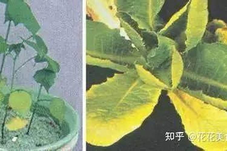 水培富贵竹叶尖发黄,补充磷肥勤换水