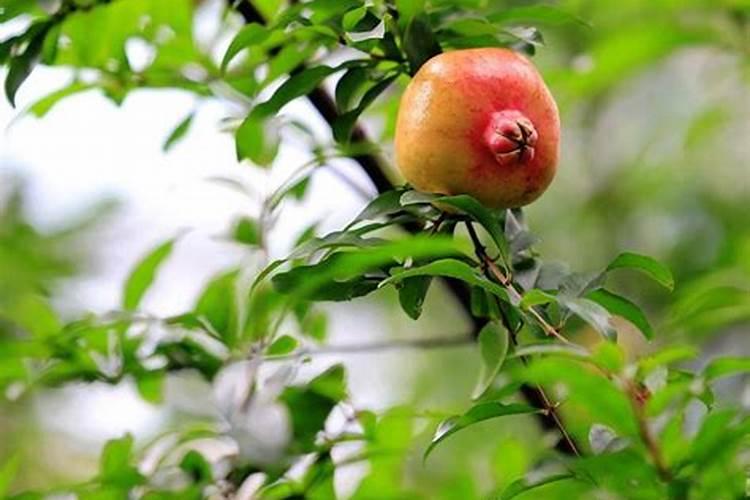 膨果最快最佳配方