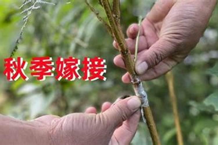 嫁接苹果树成活后能否用磷酸二氢钾？