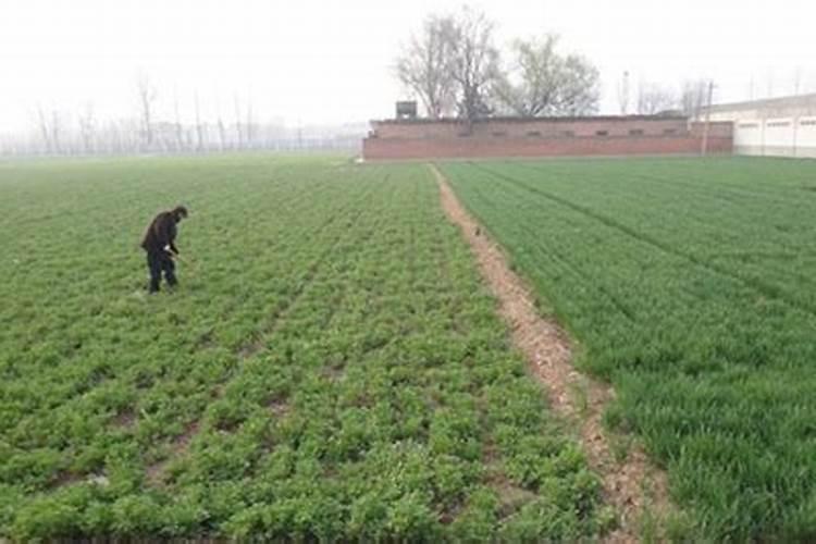 紫花苜蓿常用的化学肥料有哪些