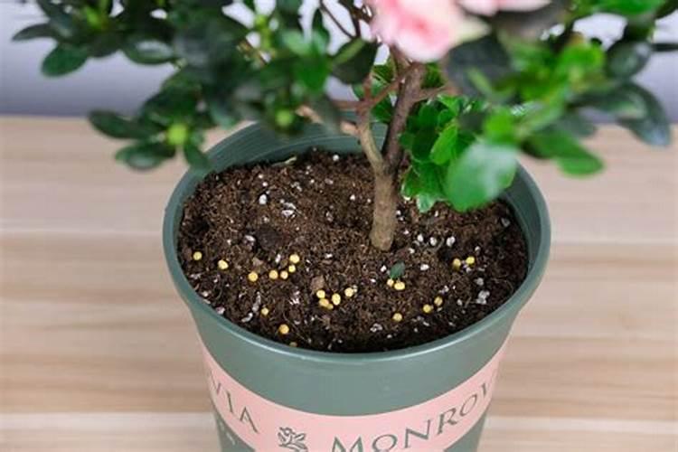 杜鹃开花期间施什么肥,能喷磷酸二氢钾吗