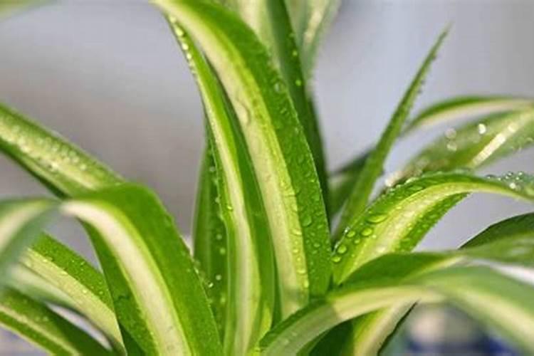 用什么可以保持吊兰快速丰富的抽穗？