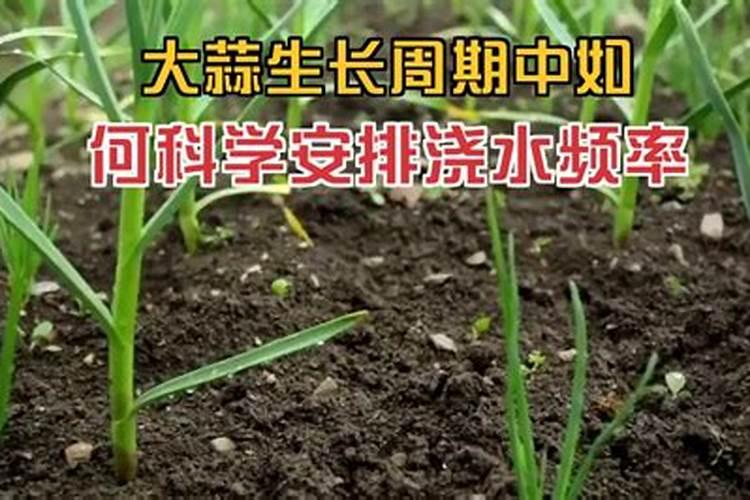 龙眼丰产素在荔枝的用法