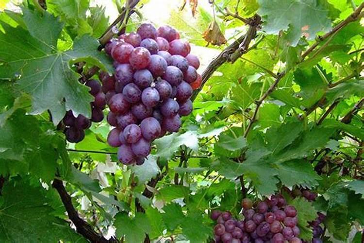 兰花叶子为什么发黄