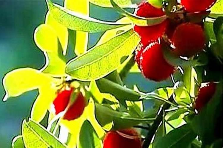 杨梅用什么叶面肥能增硬？ 防治柑橘树蚧壳虫的高效杀虫剂 31%噻嗪...