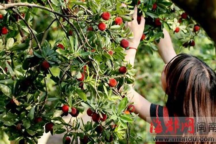 草木灰肥料怎么用效果好