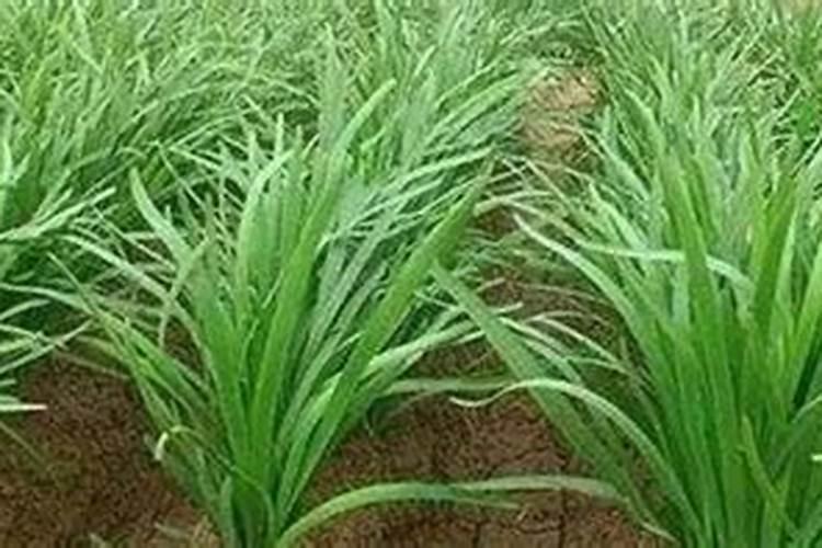 韭菜需要什么肥料长得好