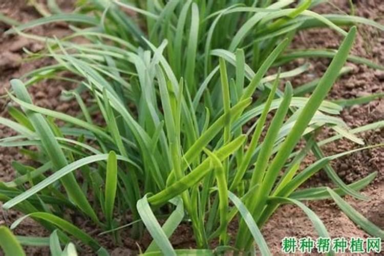 施什么肥韭菜越长越粗