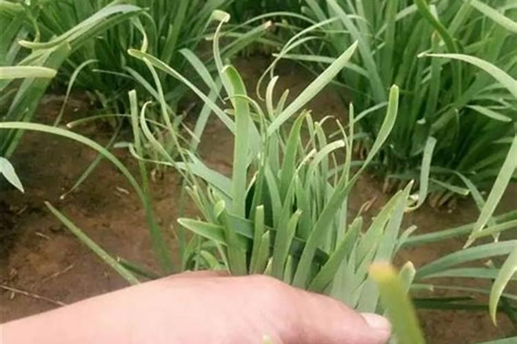 土豆用不用打叉整枝