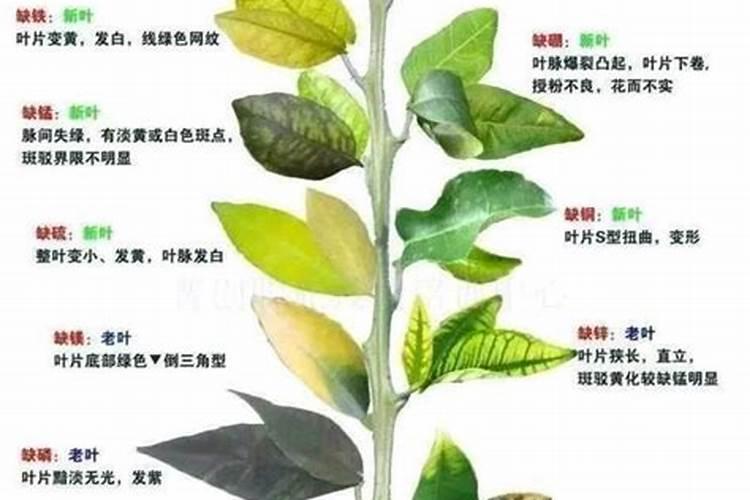 低钾血症病人吃什么东西最补钾？