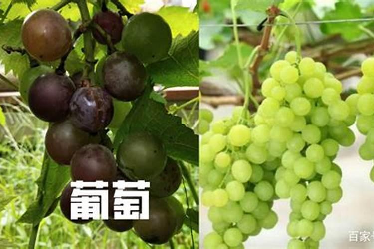 小树苗用氨基酸冲施肥可以吗