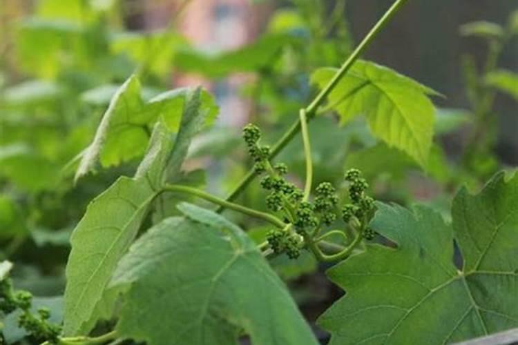 大棚芸豆什么时候控旺