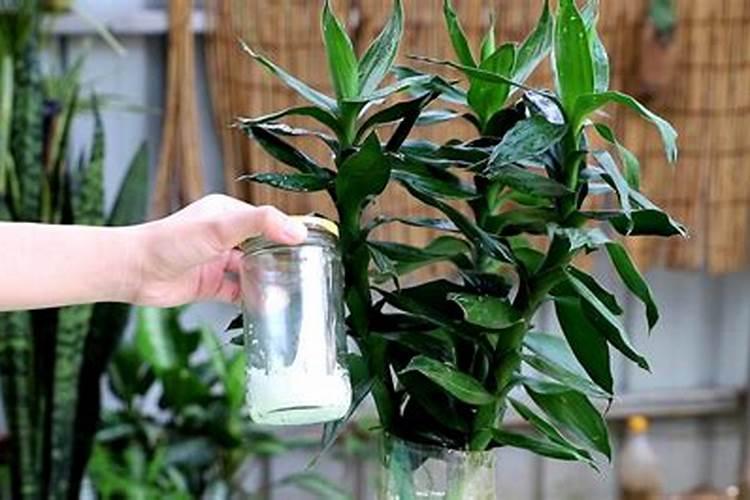 富贵竹叶子长白色斑点有什么可以去除