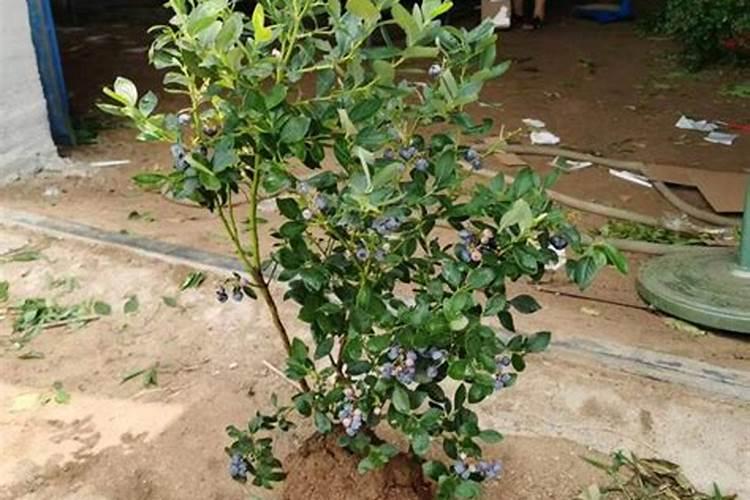 小麦打几遍芸苔素