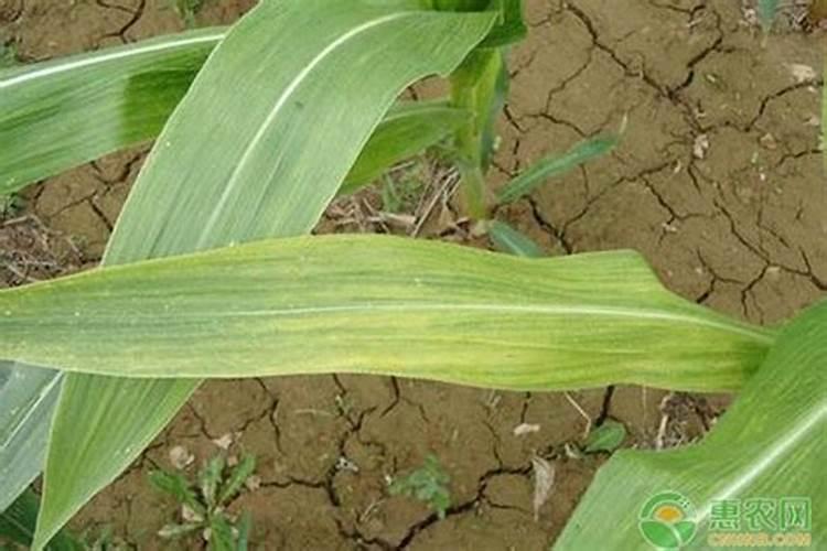 果树不用氮磷钾大量元素化学肥料,可不可以产出好吃的果实？