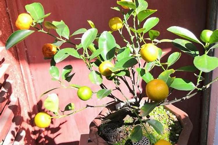 金桔树叶子掉落没有了 只有树干了能活吗？