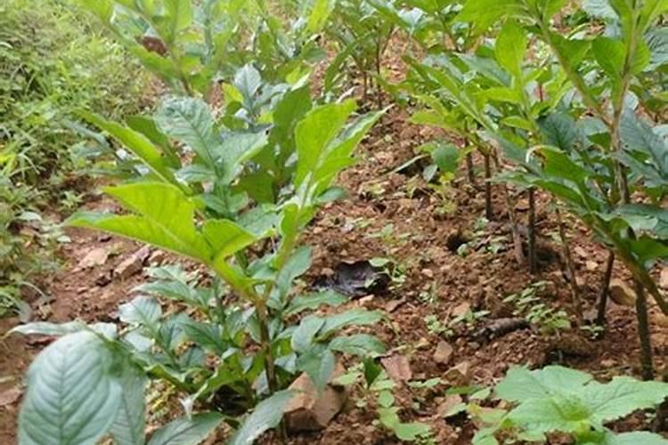 种魔芋用什么肥料