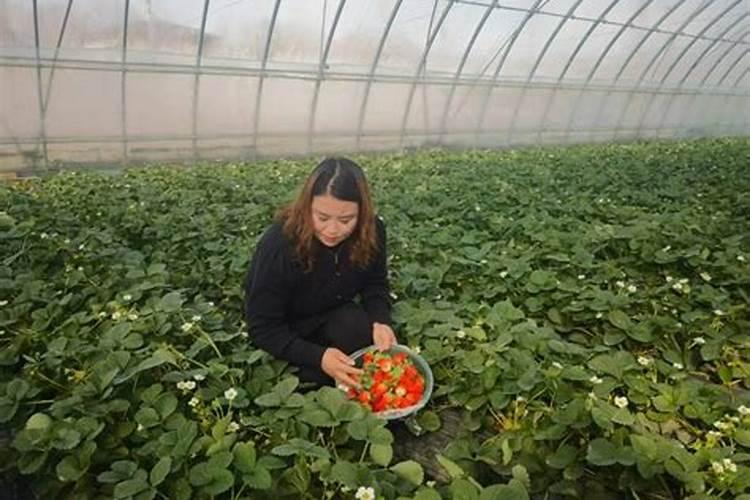 草莓专用肥是什么肥料 草莓施入氮磷钾肥的作用