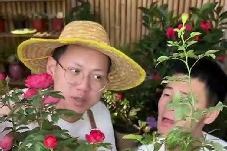 种植土豆用什么化肥