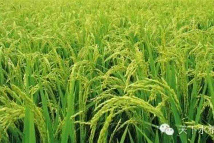 芸苔素内脂与磷酸二氢钾硼肥合用在水稻上有什么作用