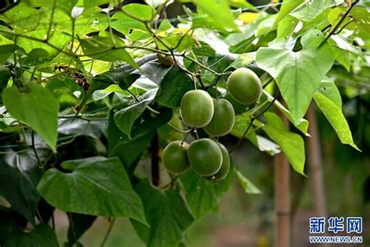 罗汉果种植用肥？