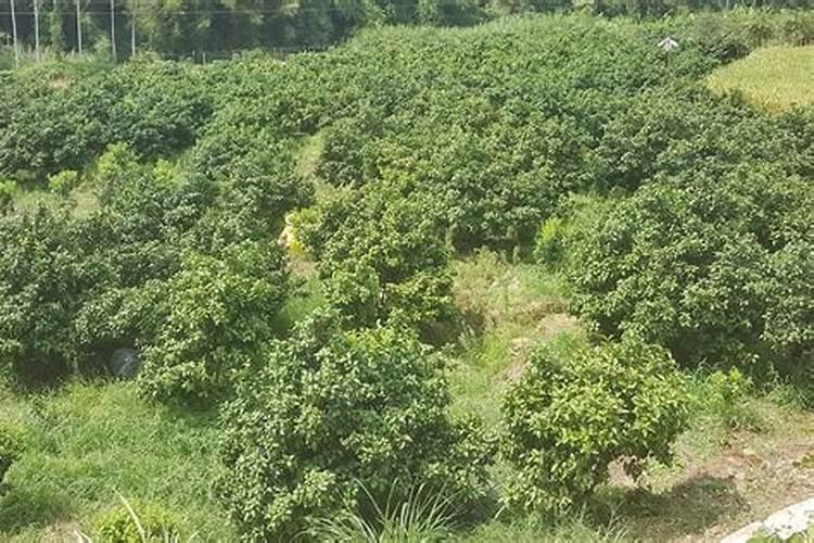 化肥包装上的HAk18表示什么