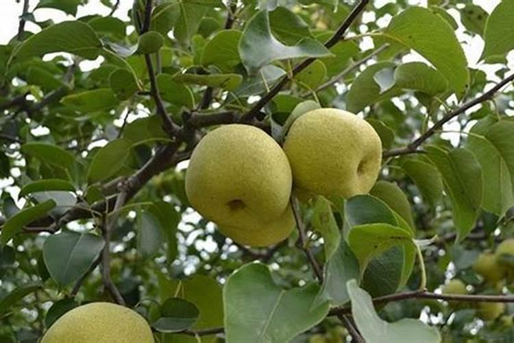 梨树施什么肥最好