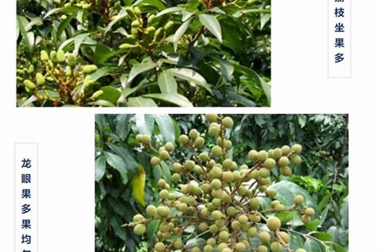 黄豆饼肥与菜籽饼肥哪个好