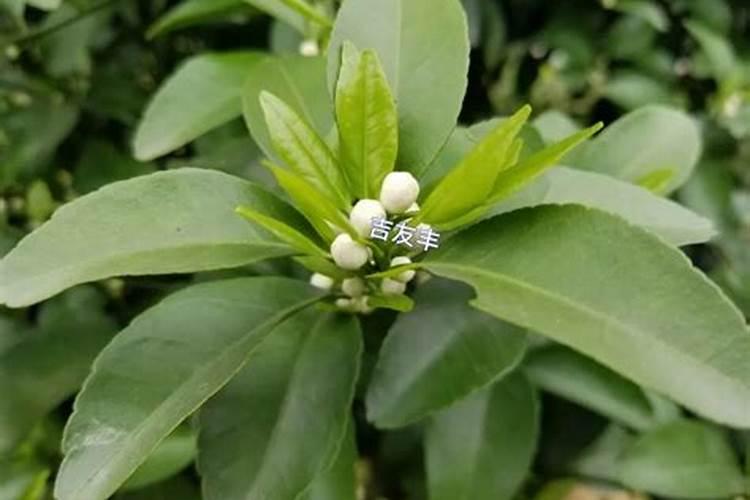 桔子树开花时可以使用叶面肥吗？