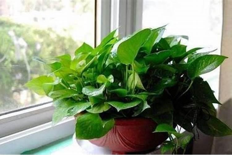 大蒜追肥的最佳时间