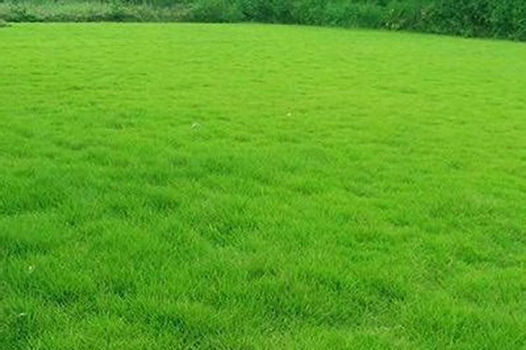 草坪专用肥洒上几天可以撒种子