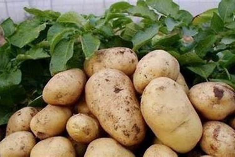 种植马铃薯需要在什么时候施肥