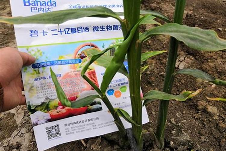 钙镁磷肥要怎样使用？