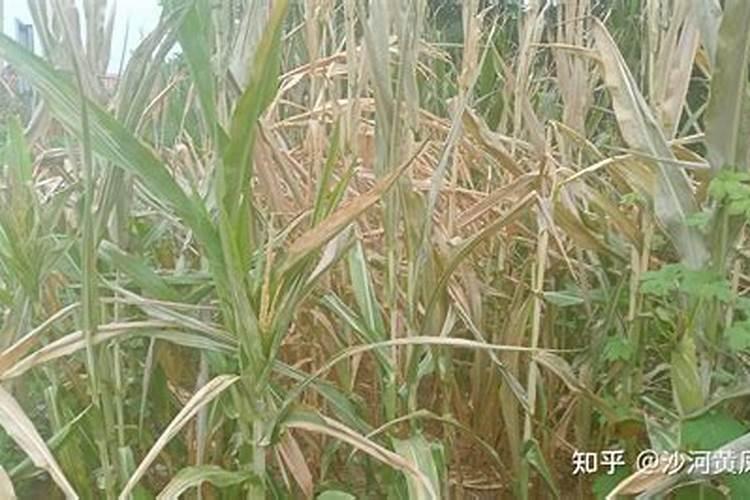 玉米后期追什么肥料好