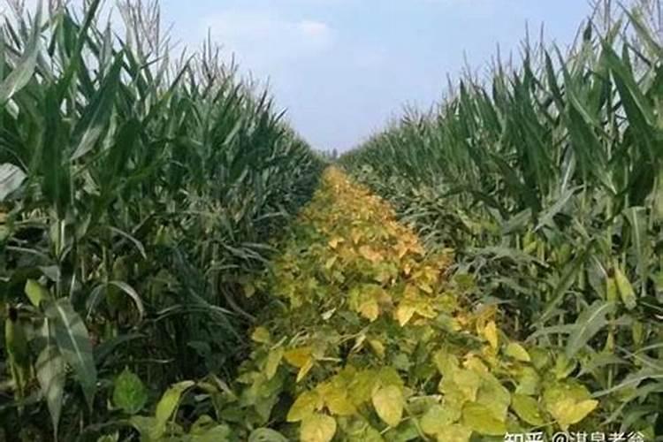 玉米后期追什么肥料好