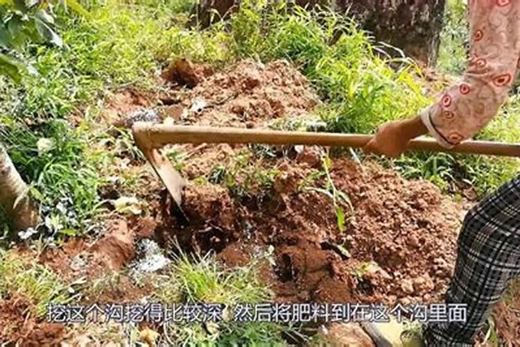 车厘子北方可以种吗