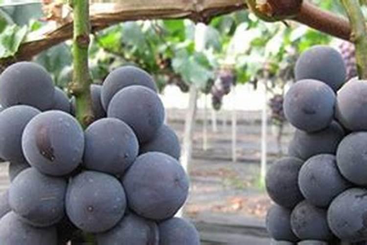 巨峰葡萄怎样施肥