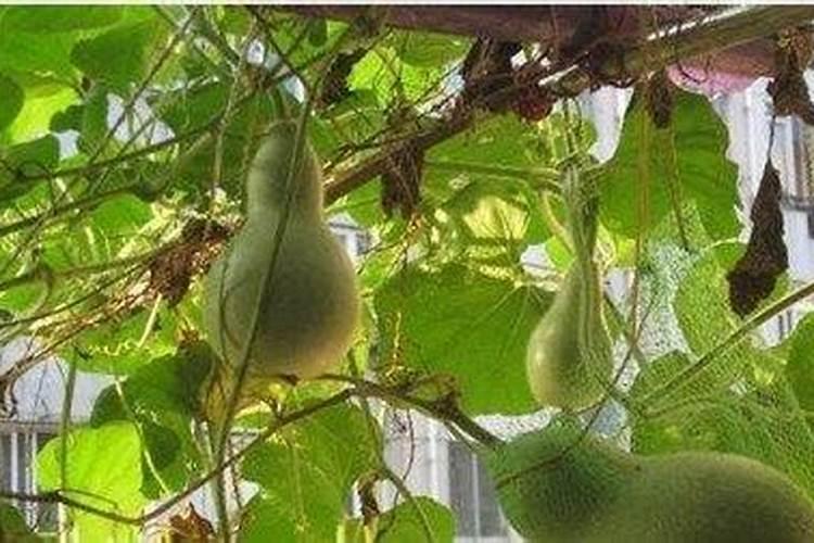 睡莲可以全水养吗,可全水养需定期修剪