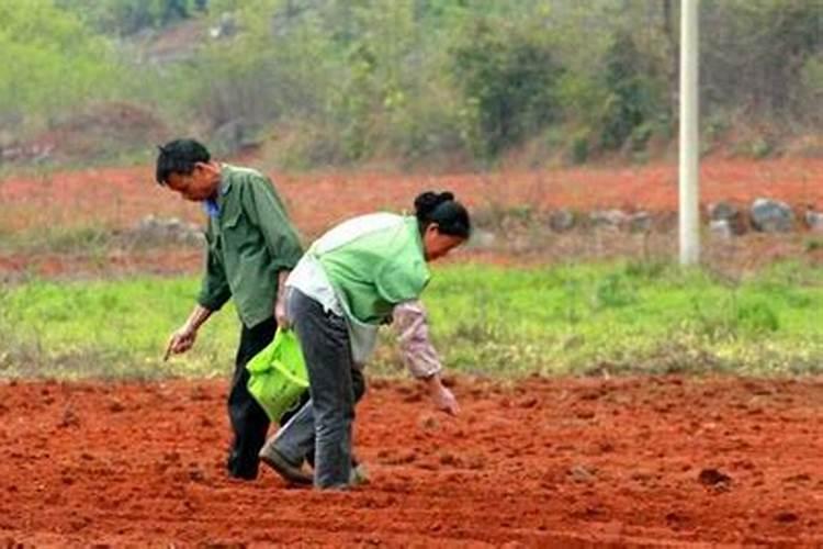 撒菜种之前土里可以埋化肥吗
